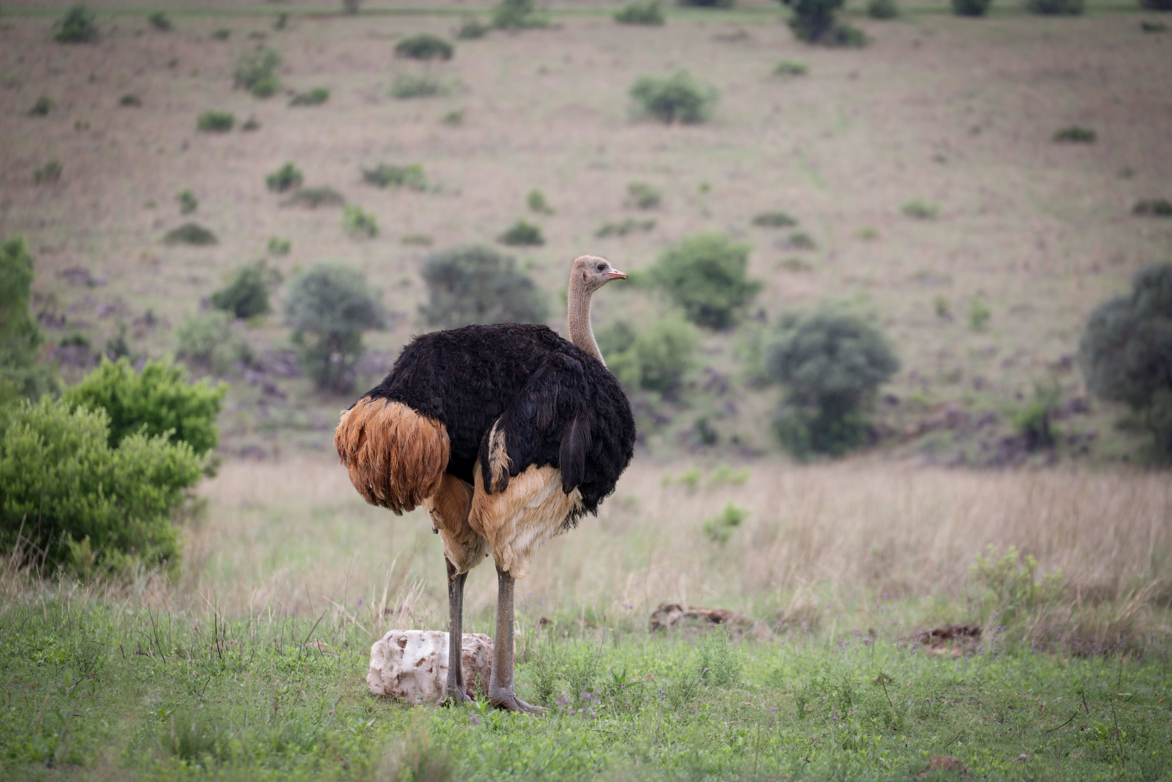 3 Day Queen Elizabeth Wildlife Safari