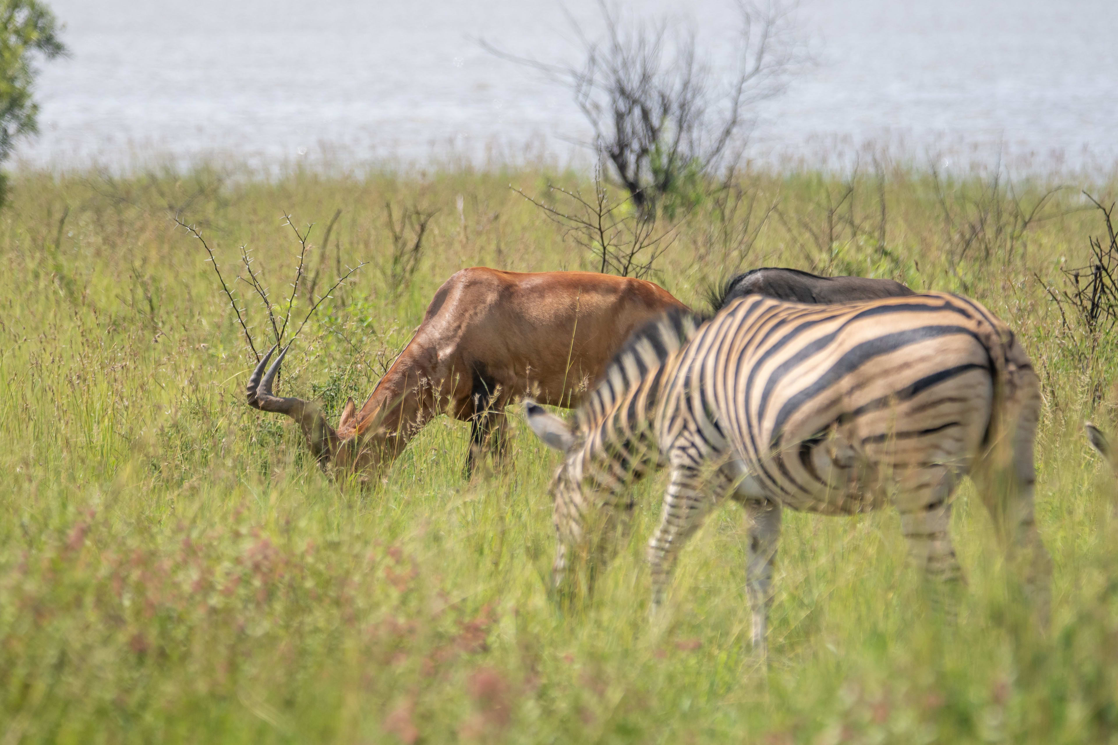 Lake Mburo National Park