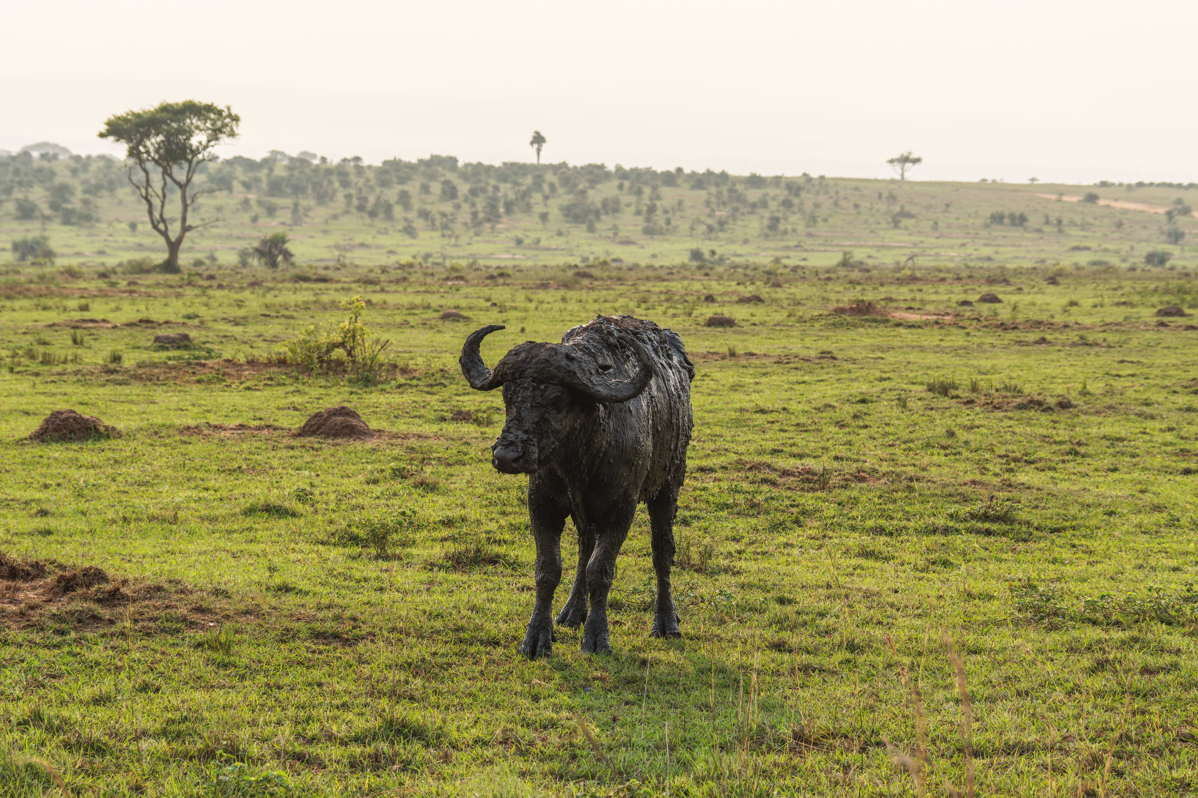 Gorilla Trekking: Uganda or Rwanda?