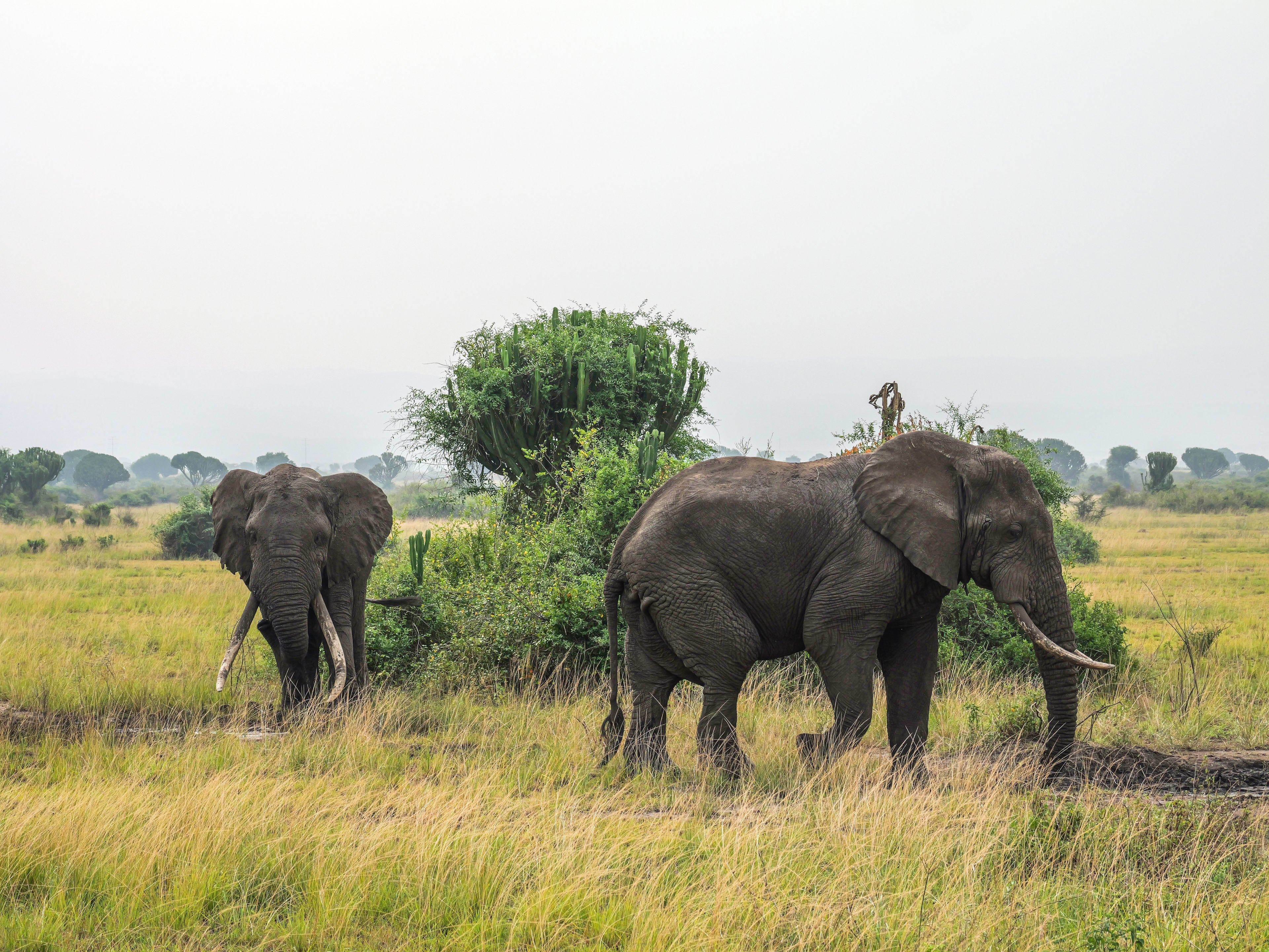 3 Day Bwindi Gorilla Trekking Safari