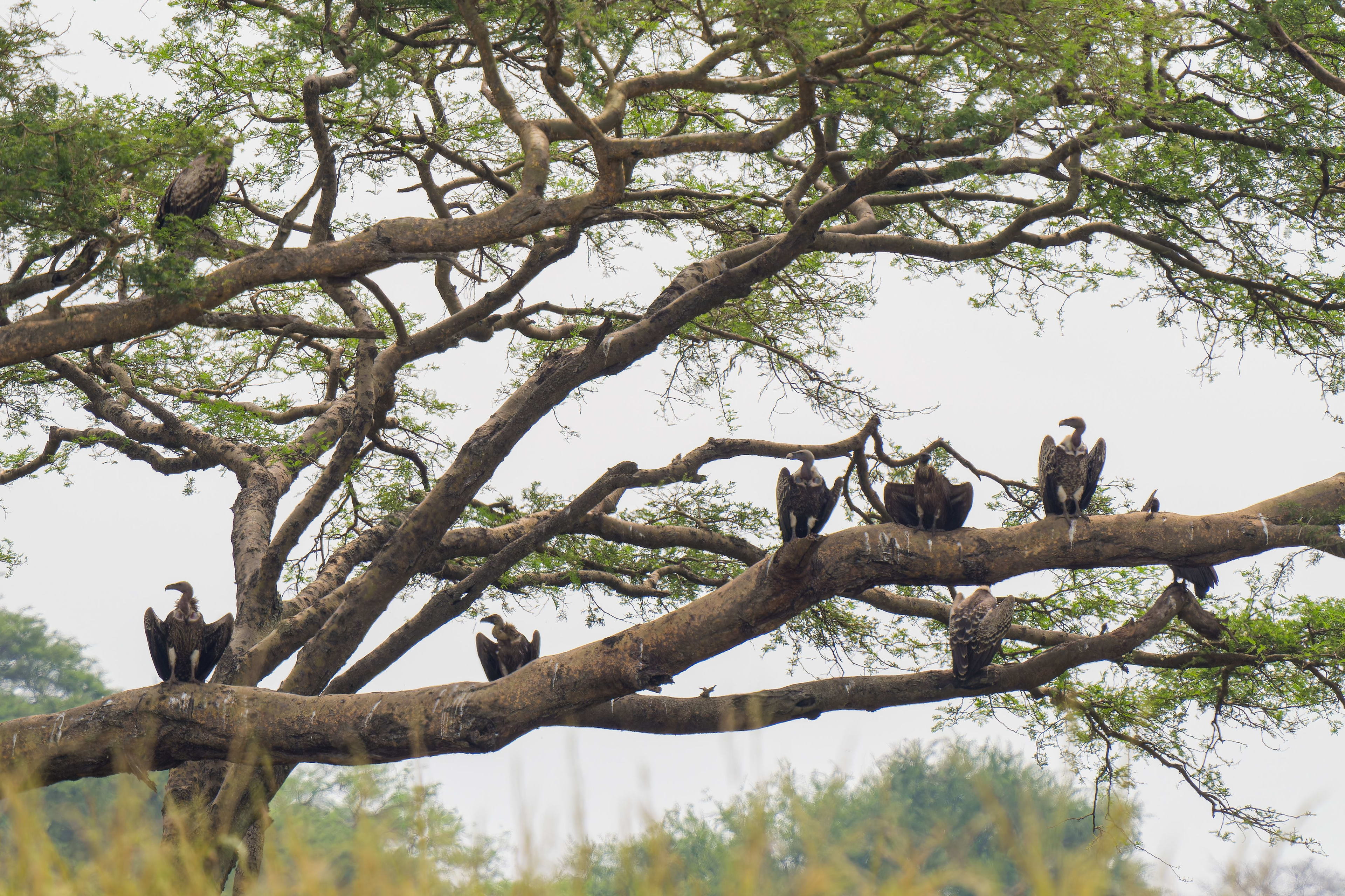 First-Time Uganda Safari FAQs