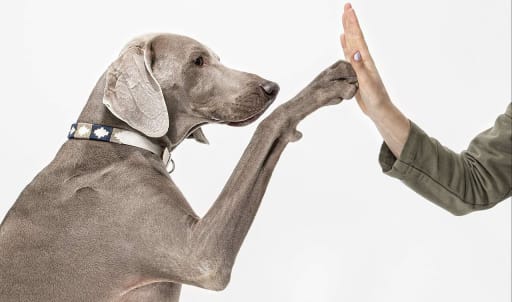 fist-bump-image