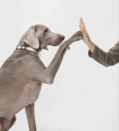 fist-bump-image