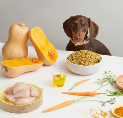 Lyka Fresh Dog Food Fresh dog food on a plate