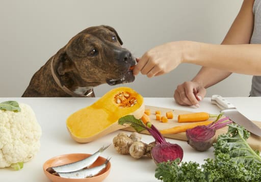 A dog eating lyka food