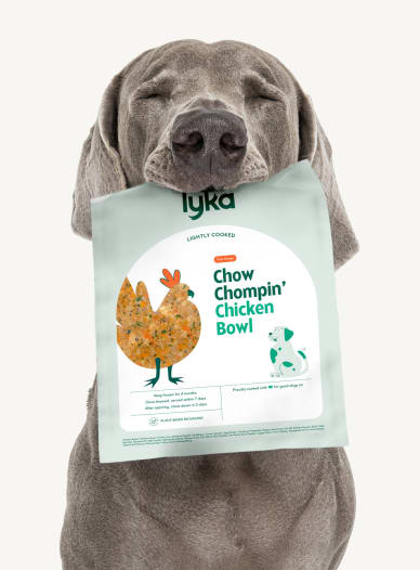 A dog holding a Lyka free range chow chompin' chicken bowl pack in his mouth