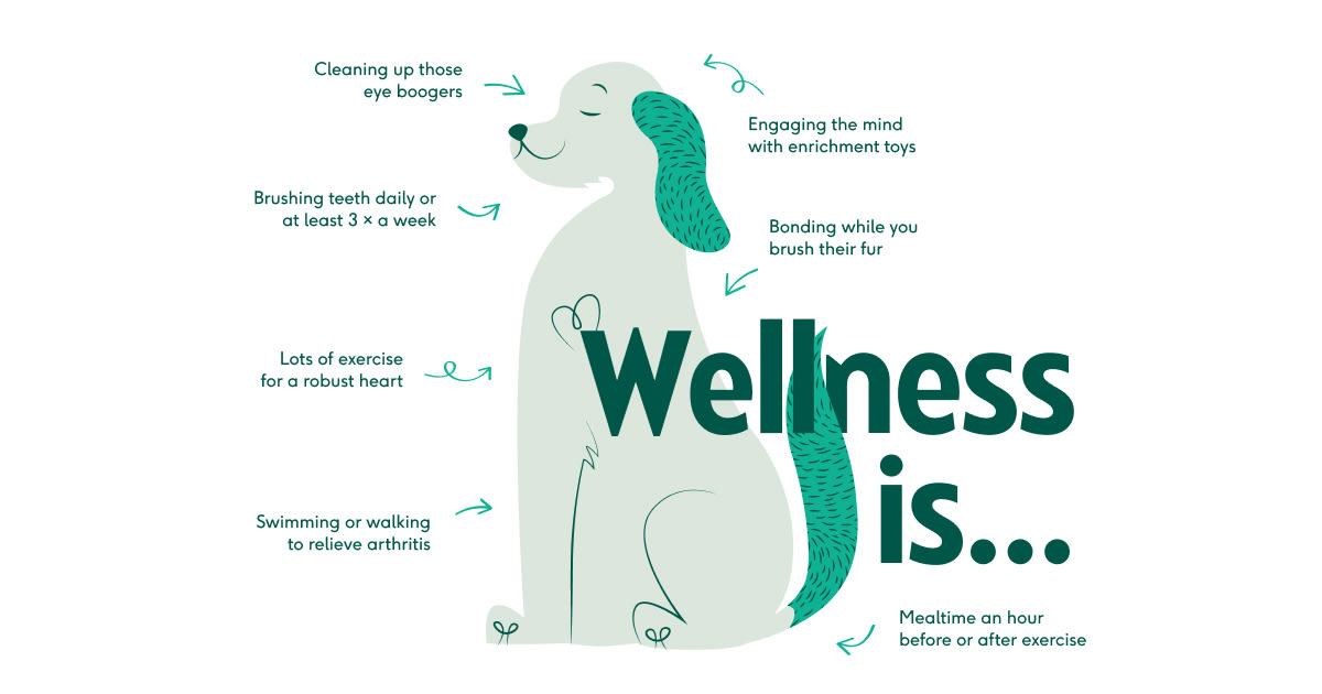 Dog wellness checklist