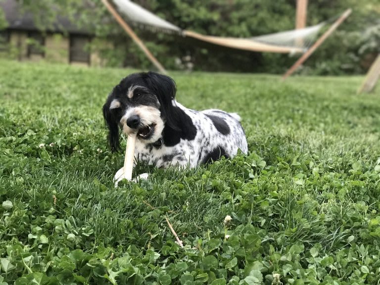 Small black and white dog chewing bone in grass