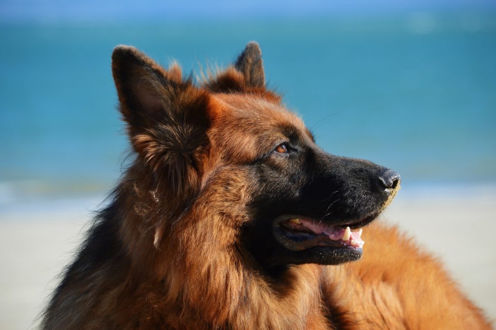 German Shepherd at beach