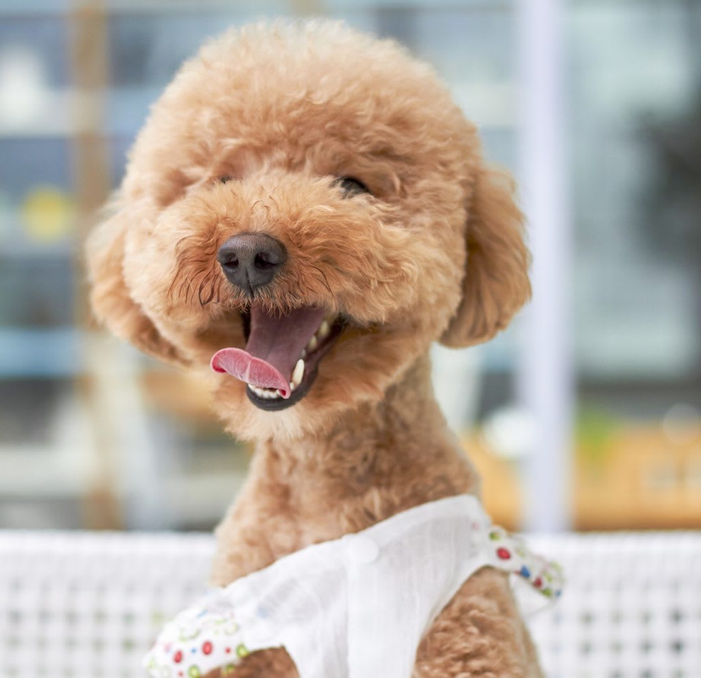 Smiling brown poodle