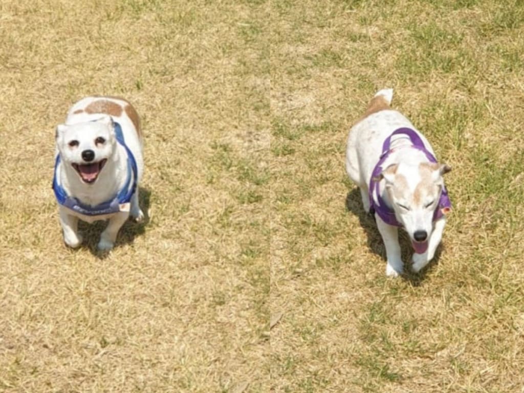 Two small senior dogs walking on grass