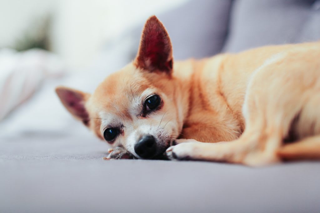 Chihuahua relaxing on lounge