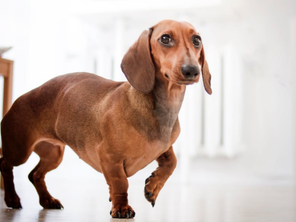 brown dachshund