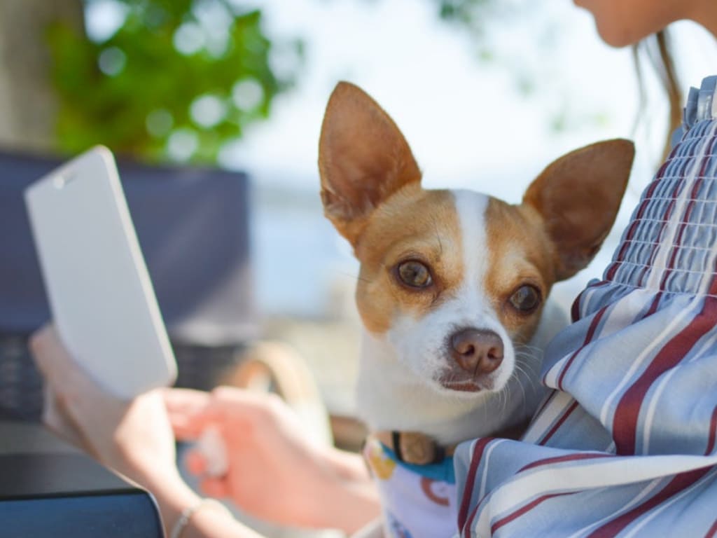 chihuahua sitting on woman's lap