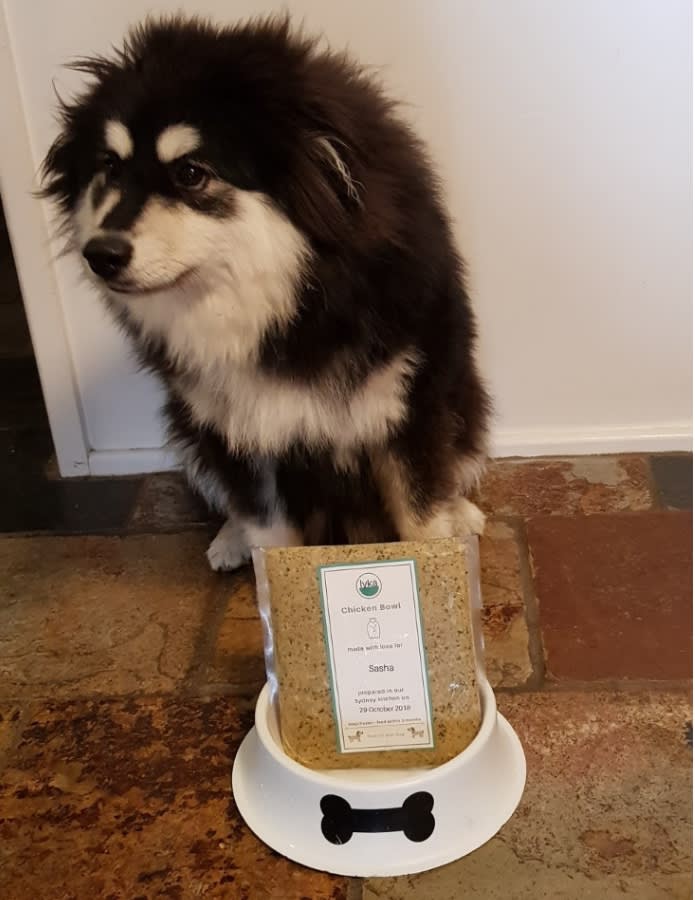 Dog sitting next to Lyka pouch in bowl