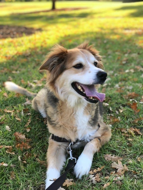 Smiling dog in park