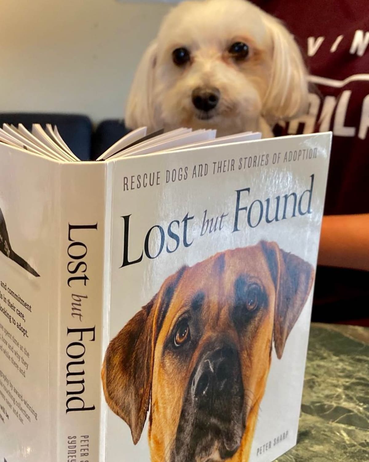 Dog reading book