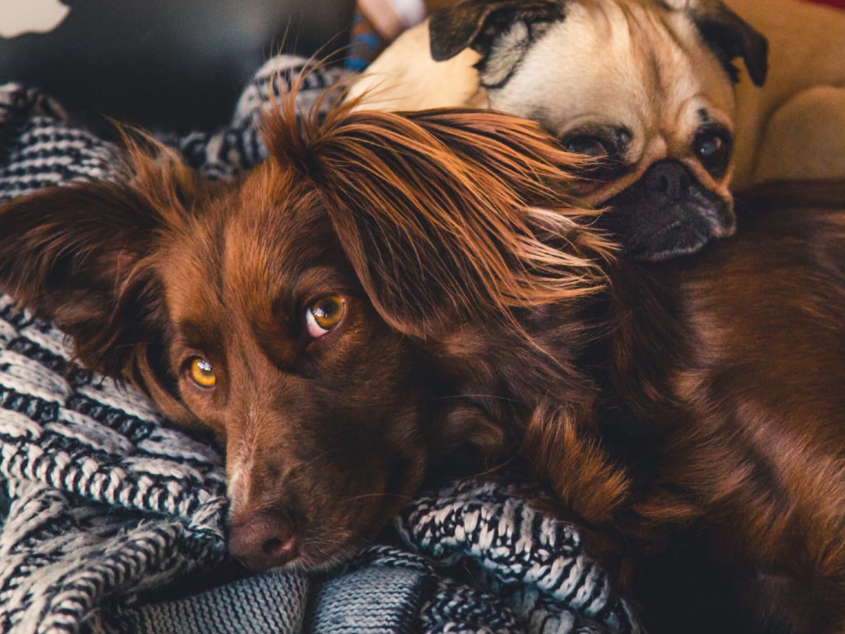 brown-dog-and-pug-laying-on-blanket