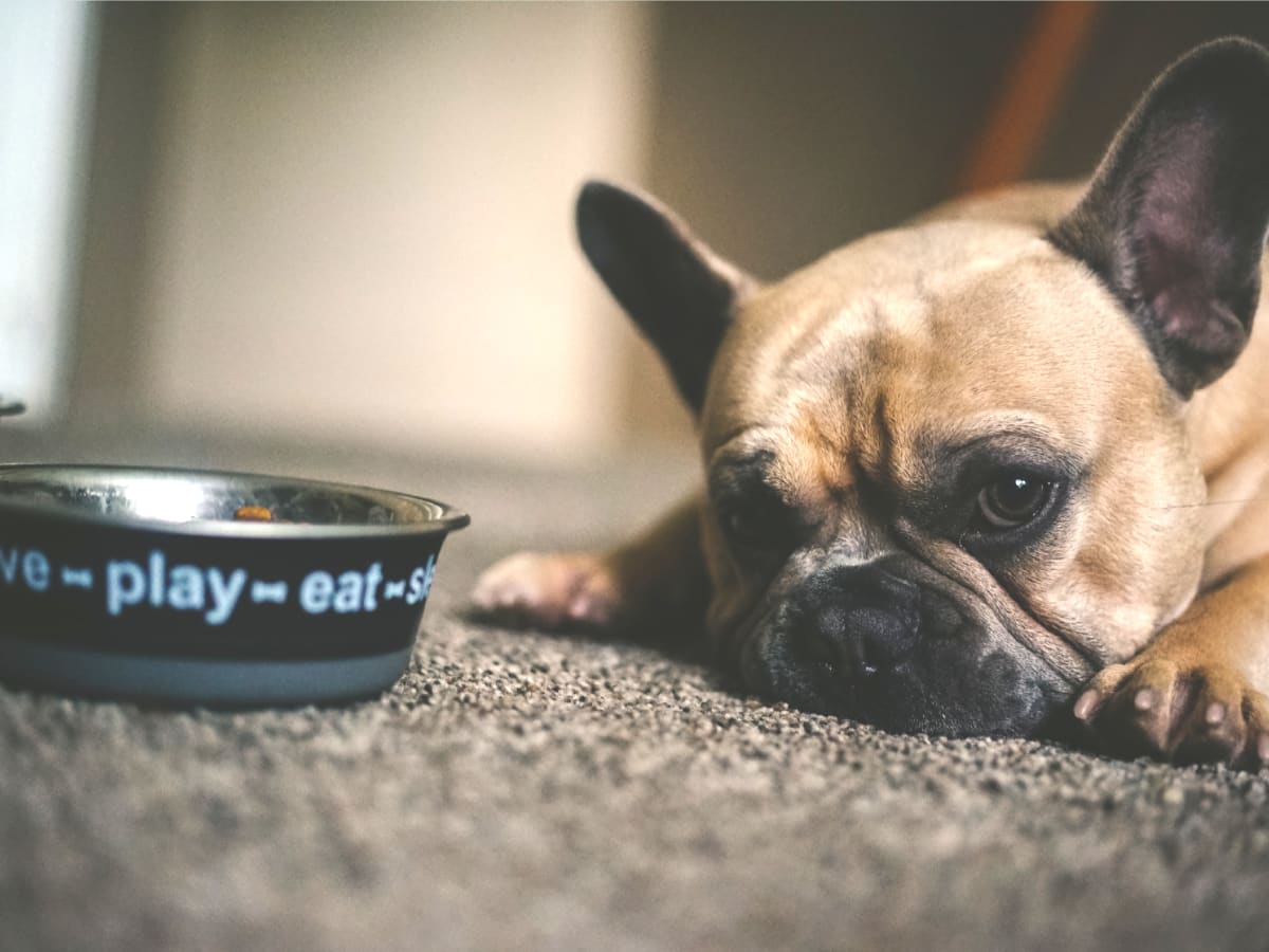 Dog next to bowl of kibble