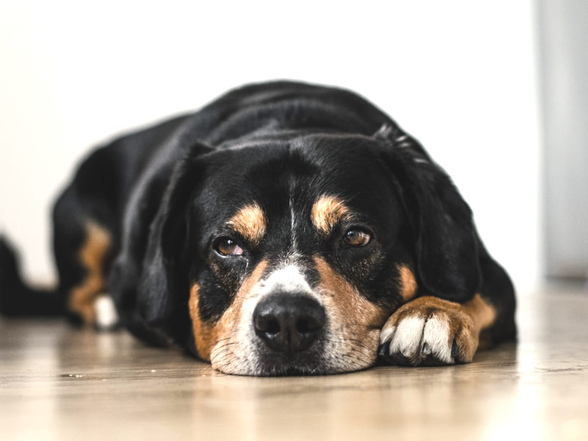 Dog resting on floor