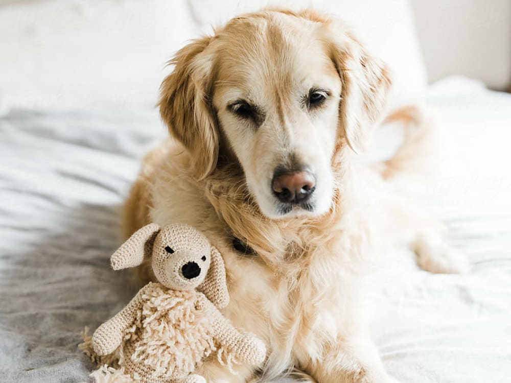 senior-golden-retriever-sitting-on-bed-with-teddy