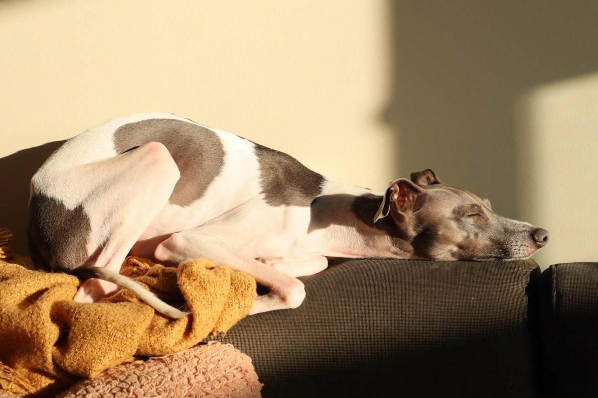 Italian greyhound sleeping in sun