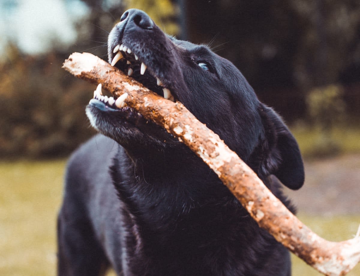 dog-in-park-with-stick-in-mouth