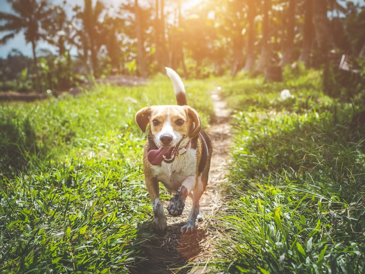 dog-running-through-grassy-park