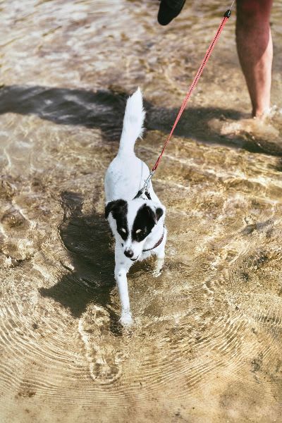 Small dog walking in water