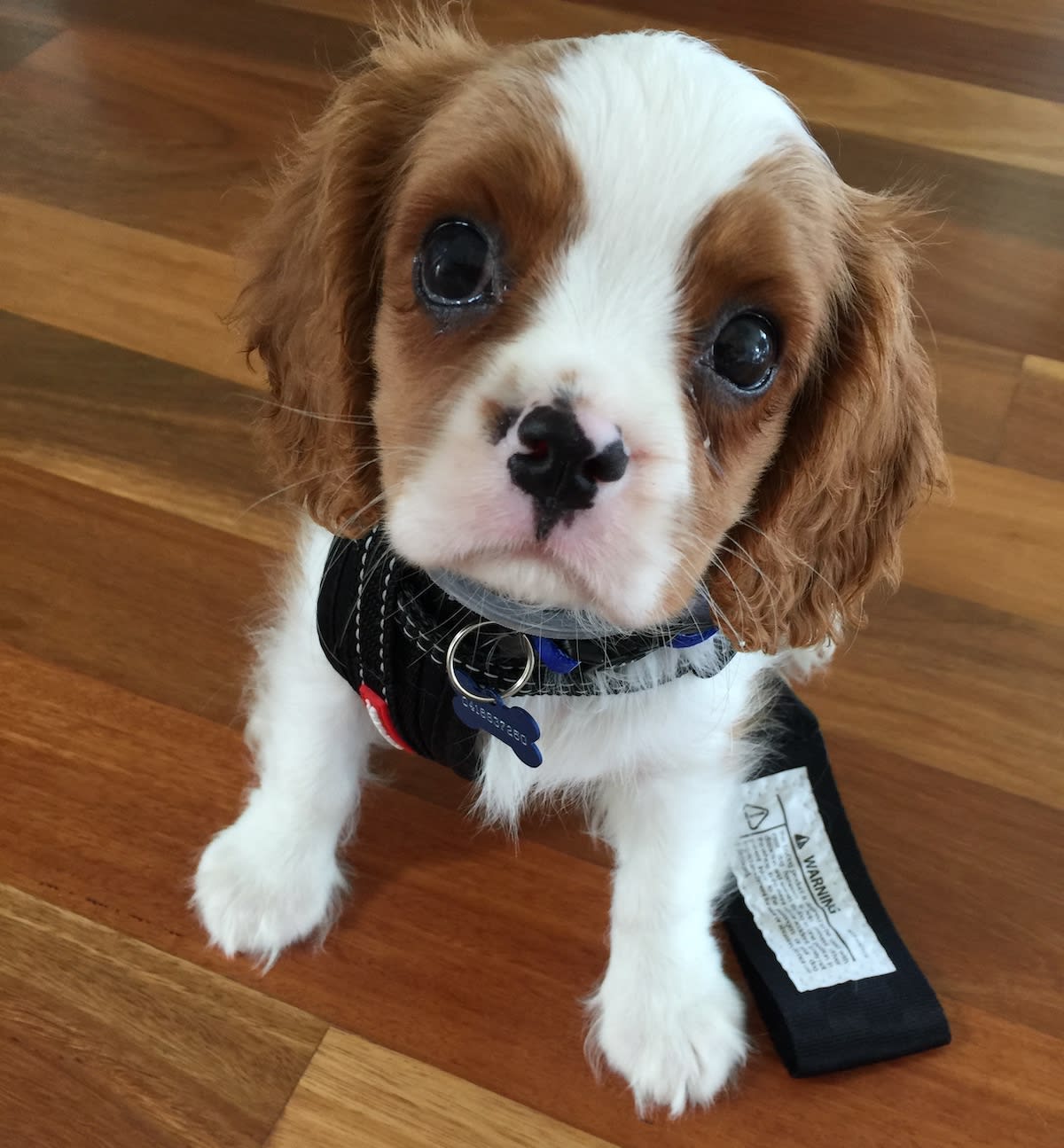 Small Cavalier King Charles Spaniel puppy