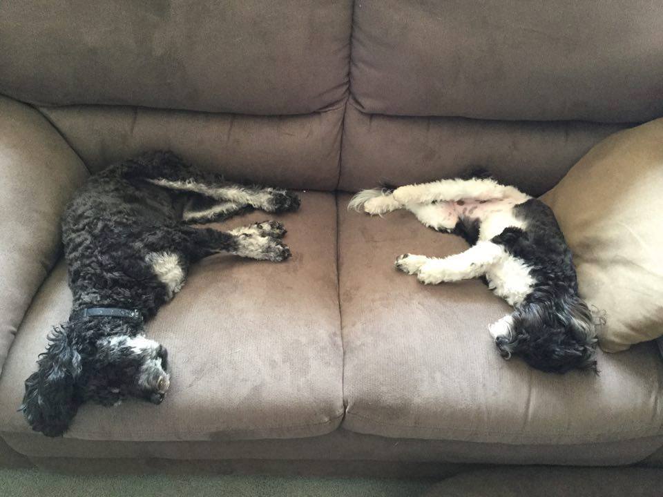 Two black and white cavoodles sleeping on couch