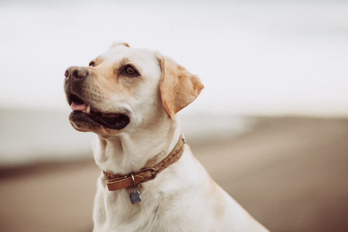 happy-dog-on-the-beach