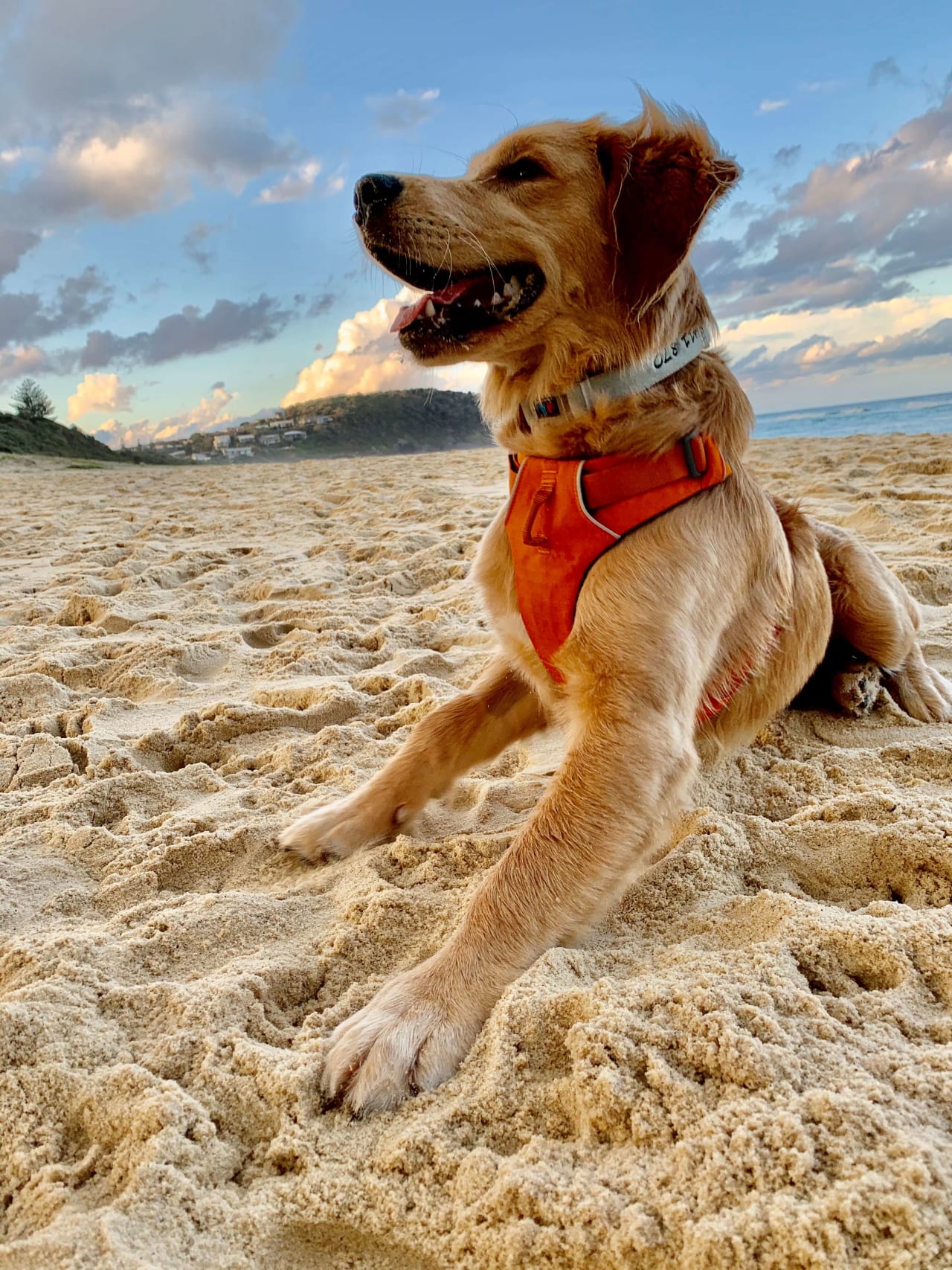 Smiling Golden Retriever on beach