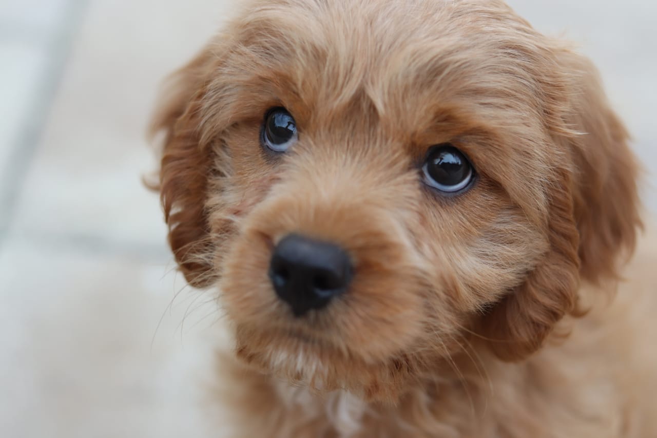 Cavoodle puppy