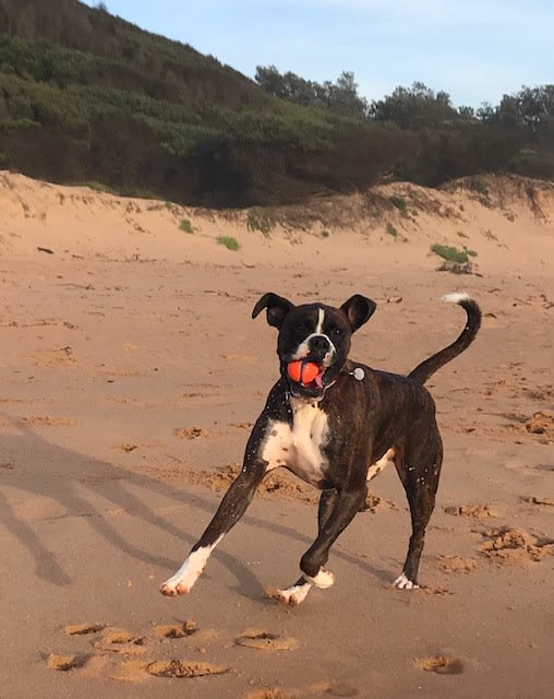 Boxer dog running on beach with ball