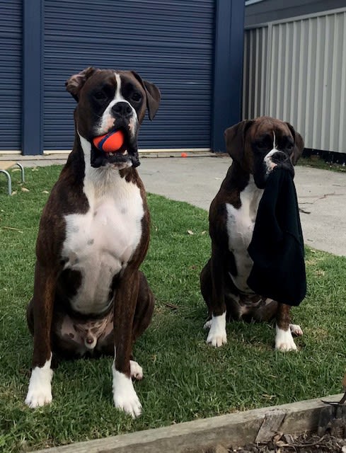 Boxer dogs on grass with toys