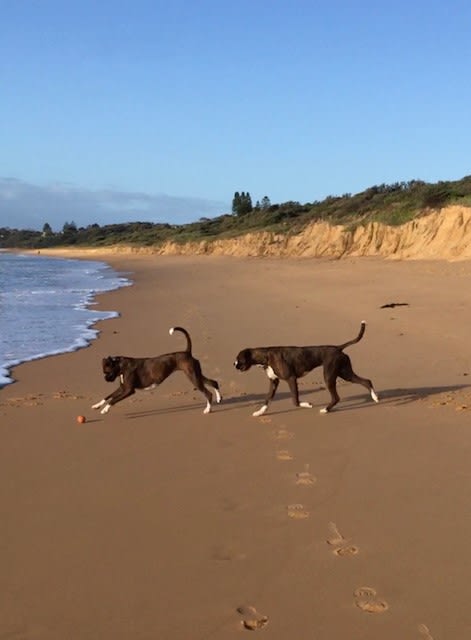 Two Boxer dogs chasing ball on beach