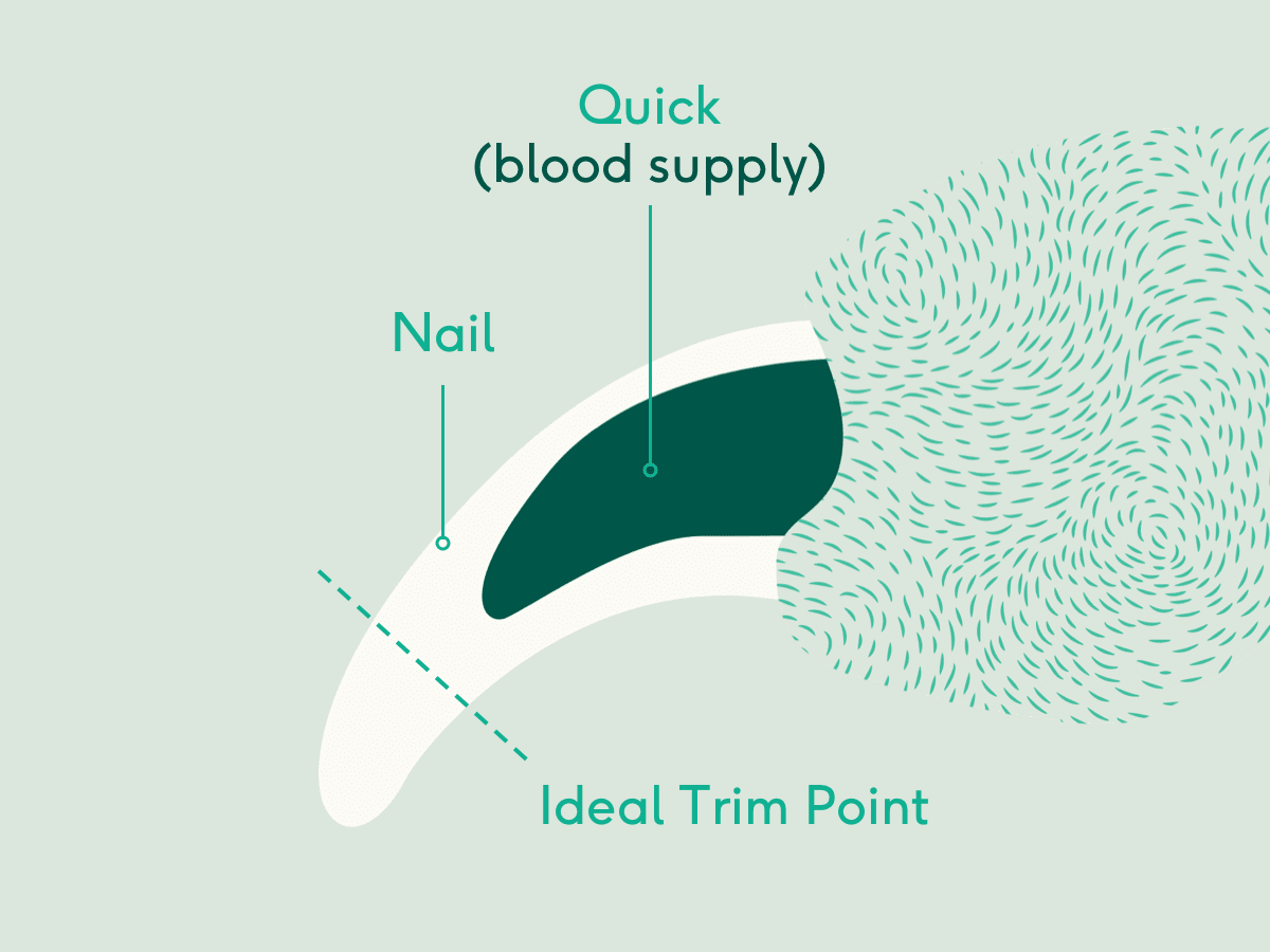 dog nail trim diagram