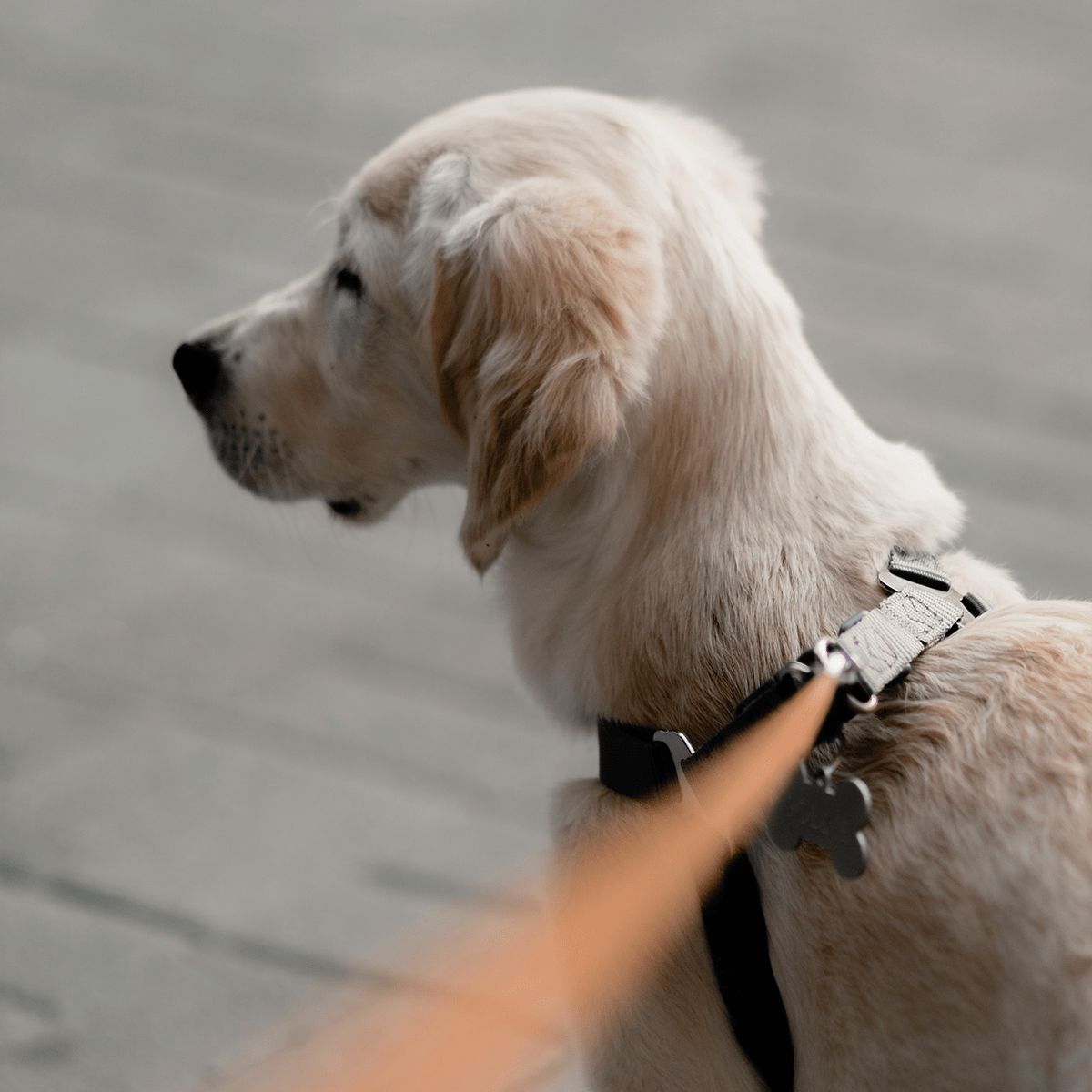 dog harness collar