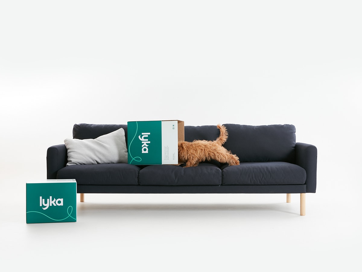 dog sofa behaviour