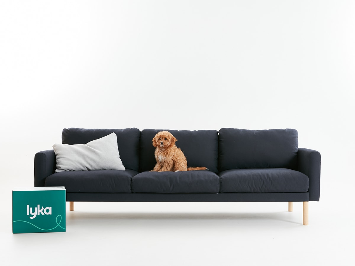 dog sofa behaviour