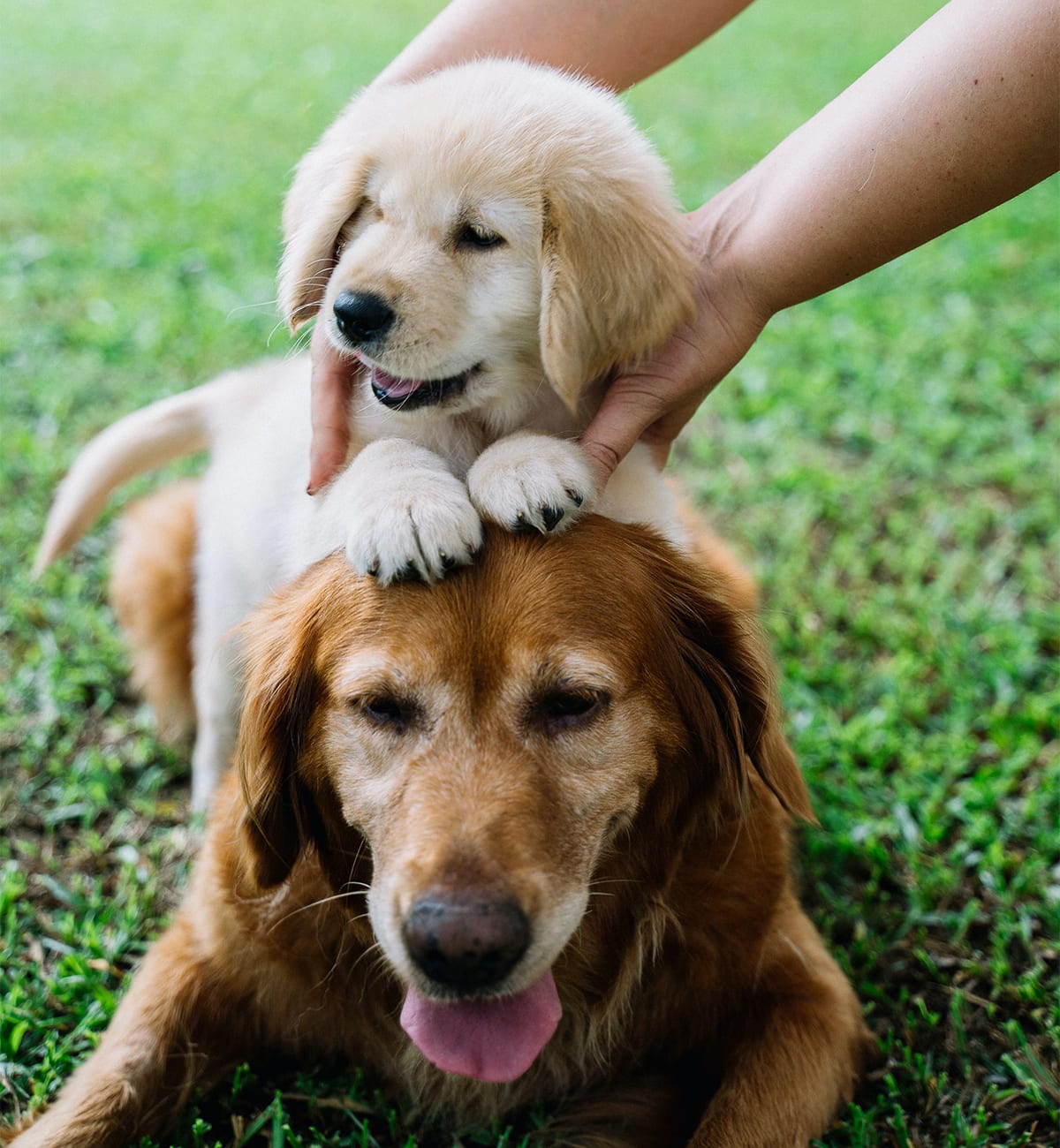 Puppy sitting on top of older dog