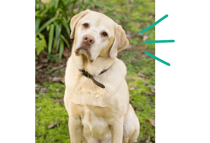 Labrador tilting head sitting outdoors