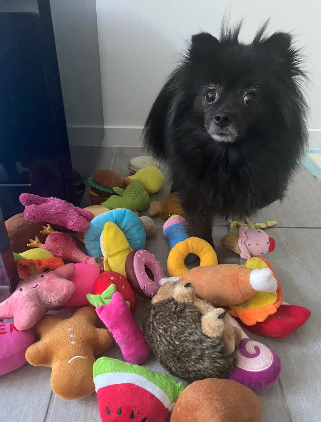 Black dog with many toys