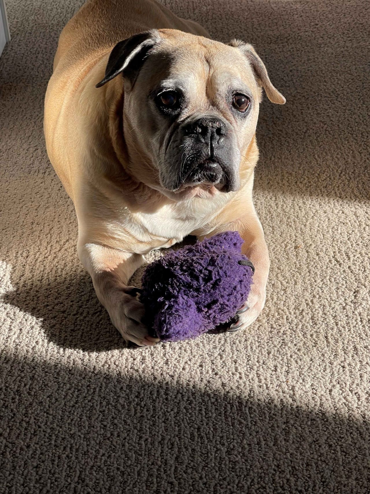 Dog with toy on carpet in sun