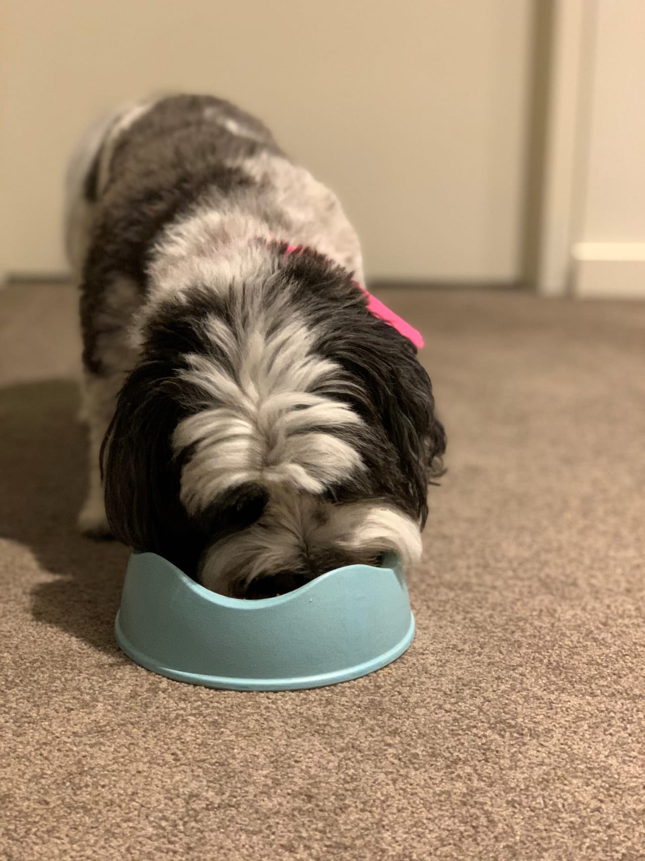 Small black and white dog eating