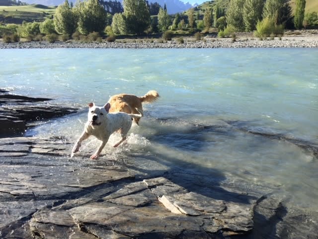 Two dogs running on rocks near water