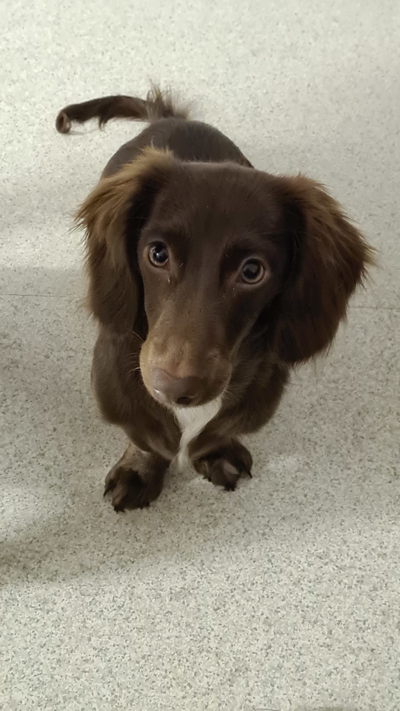 Dark brown Dachshund