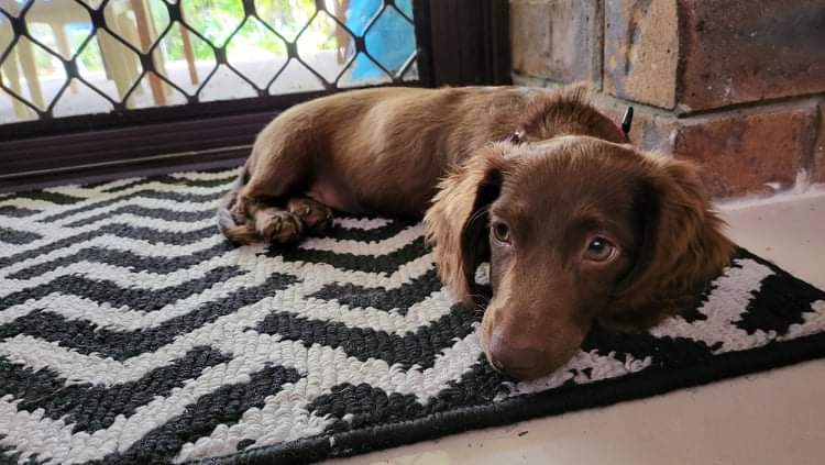 Dark brown Dachshund lying on doormat