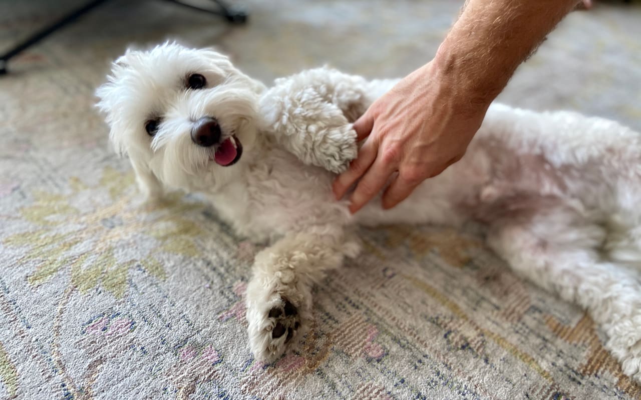 Small white dog receiving belly rubs on carpet